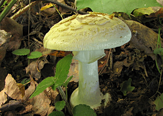 muchotrávka citrónovožltá Amanita citrina Pers.