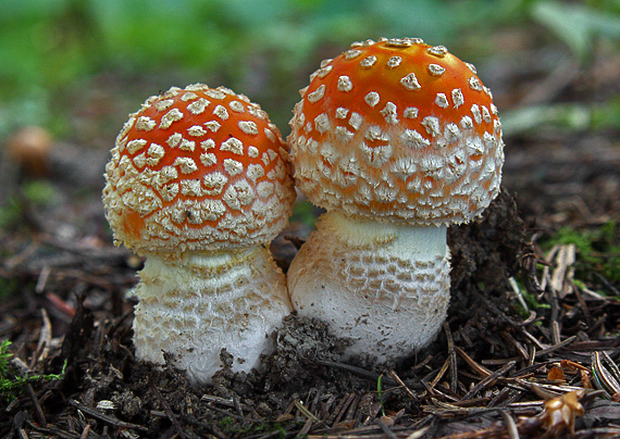 muchotrávka červená Amanita muscaria (L.) Lam.