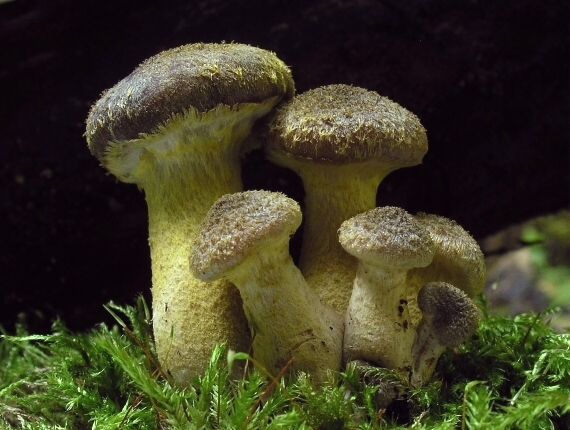 podpňovka žltá Armillaria gallica Marxm. & Romagn.