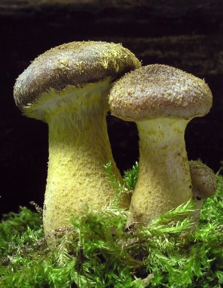 podpňovka žltá Armillaria gallica Marxm. & Romagn.