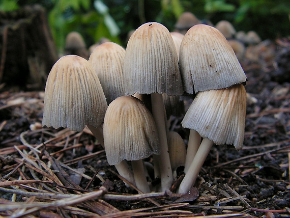 hnojník ligotavý Coprinellus micaceus (Bull.) Vilgalys, Hopple & Jacq. Johnson