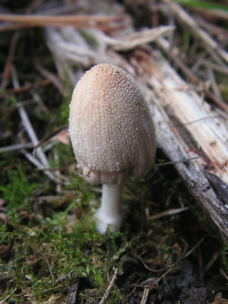 hnojník lúčový Coprinellus radians (Desm.) Vilgalys, Hopple & Jacq. Johnson