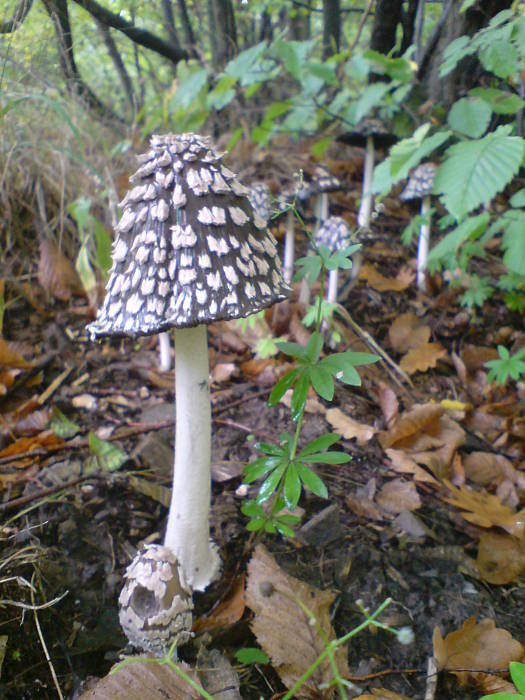 hnojník strakatý Coprinopsis picacea (Bull.) Redhead, Vilgalys & Moncalvo