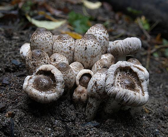 hnojník Romagnesiho Coprinopsis romagnesiana (Singer) Redhead, Vilgalys & Moncalvo