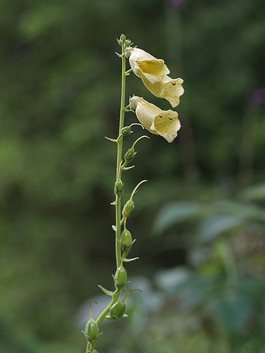 náprstník veľkokvetý Digitalis grandiflora Mill.