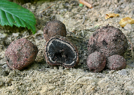 srnka ostnatá Elaphomyces aculeatus Vittad.