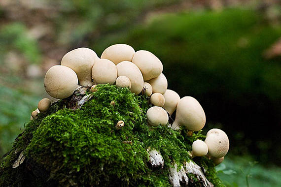 pýchavka hruškovitá Lycoperdon pyriforme Schaeff.