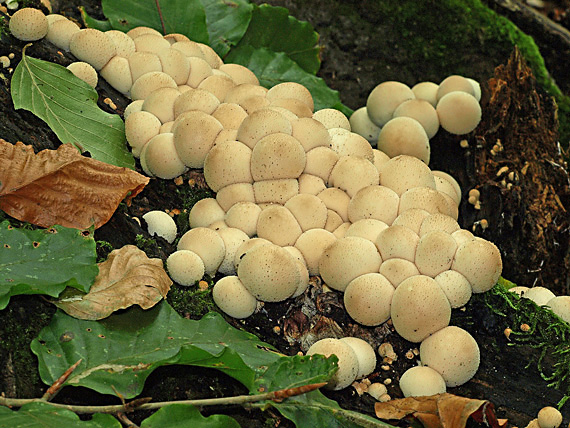 prášnica hruškovitá Lycoperdon pyriforme Schaeff.