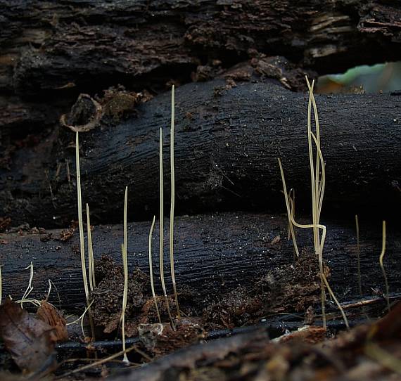 kyjovka tenká  Macrotyphula juncea  (Alb. & Schwein.) Berthier