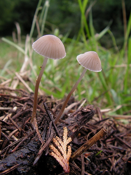 prilbička Mycena capillaripes