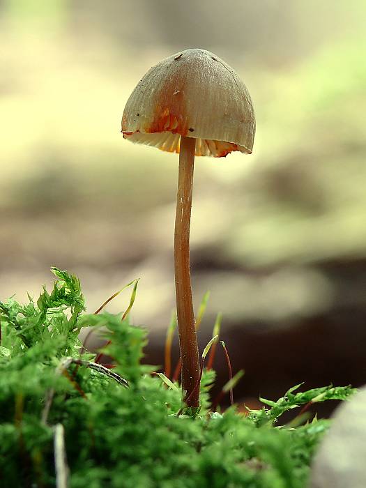 prilbička šafranová Mycena crocata (Schrad.) P. Kumm.