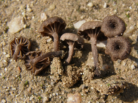 kalichovka Omphalina sp.