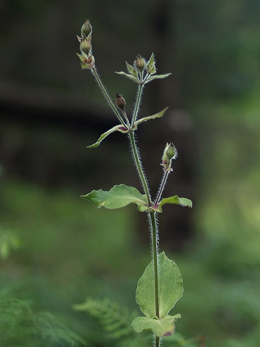 silenka červená Silene dioica (L.) Clairv.