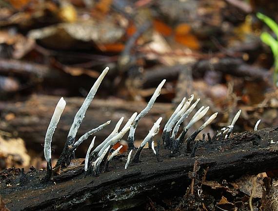 drevnatec  Xylaria