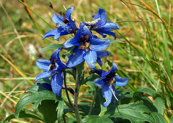 stračonôžka tatranská Delphinium oxysepalum Borbás et Pax