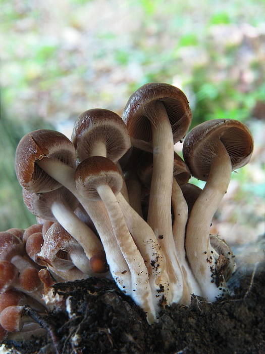 drobuľka Psathyrella sp.