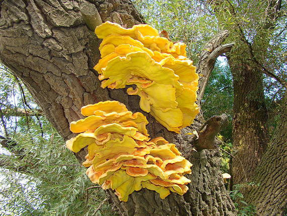 sirovec obycajny  Laetiporus sulphureus