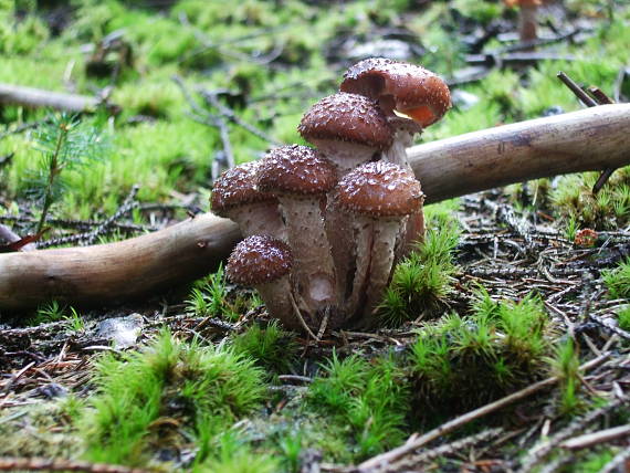 podpňovka tmavá Armillaria ostoyae (Romagn.) Herink