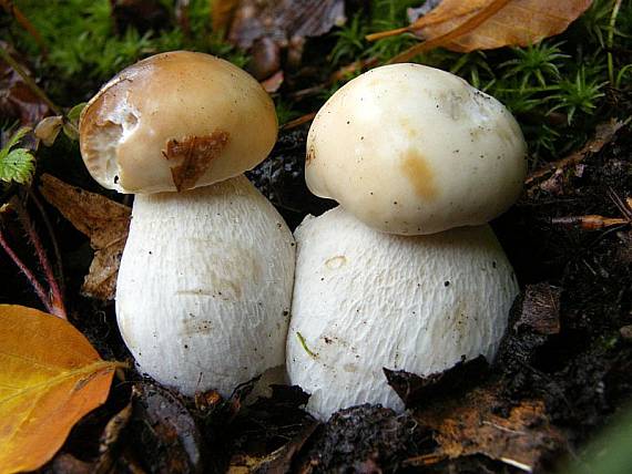 hríb smrekový Boletus edulis Bull.