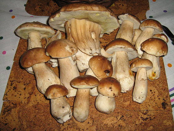 hríb sosnový? Boletus pinophilus?