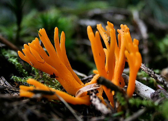 parôžkovec lepkavý Calocera viscosa (Pers.) Fr.