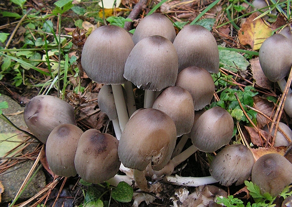 hnojník statný Coprinopsis acuminata (Romagn.) Redhead, Vilgalys & Moncalvo