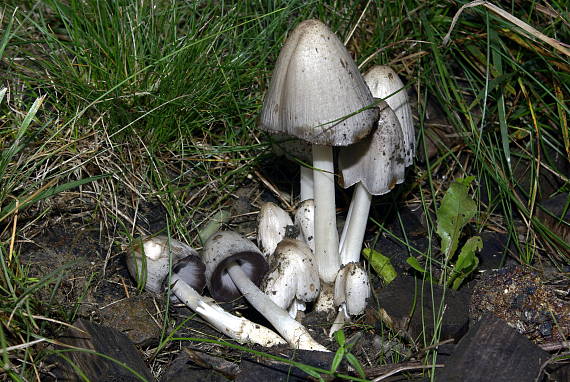 hnojník atramentový Coprinus atramentarius