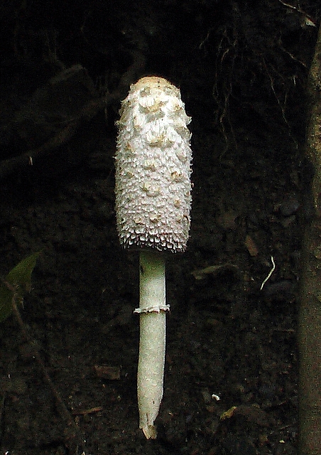 hnojník obyčajný  Coprinus comatus (O.F. Müll.) Pers.