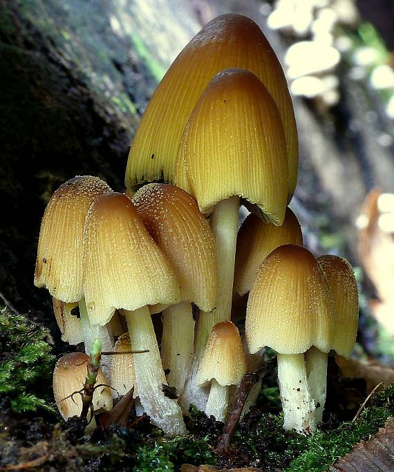 hnojník Coprinus sp.