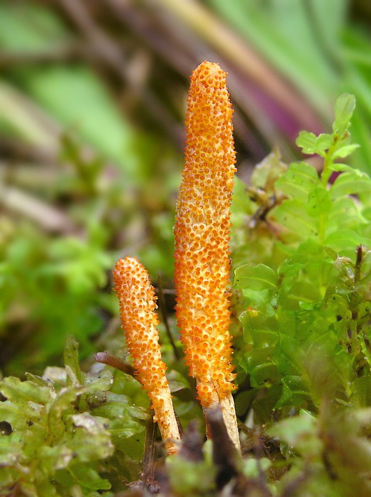 žezlovka hmyzová Cordyceps militaris (Fr.) Link