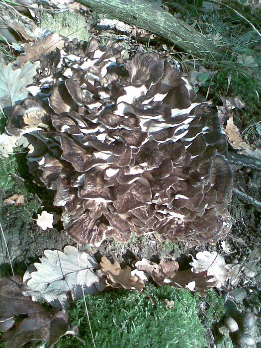 trsovnica lupeňovitá Grifola frondosa (Dicks.) Gray