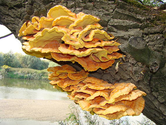 sirovec obycajny Laetiporus sulphureus (Bull.) Murrill