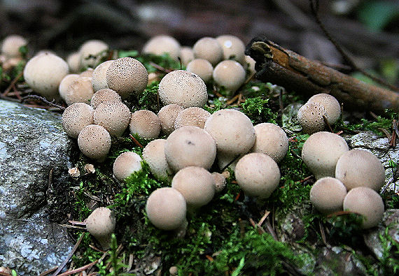 prášnica hruškovitá Lycoperdon pyriforme Schaeff.