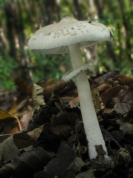 bedľa štíhla Macrolepiota mastoidea (Fr.) Singer