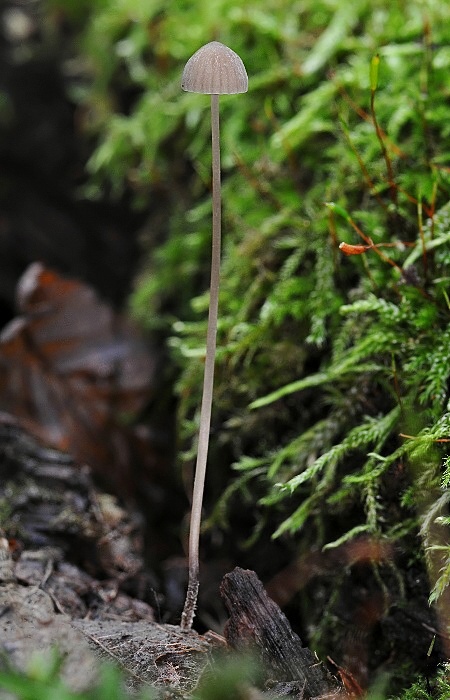 prilbička Mycena sp.