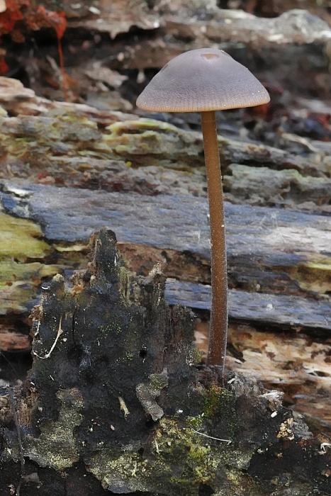 tanečnica cesnaková Mycetinis alliaceus (Jacq.) Earle ex A.W. Wilson & Desjardin