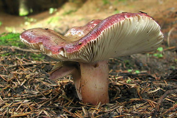 plávka Quéletova Russula queletii Fr.