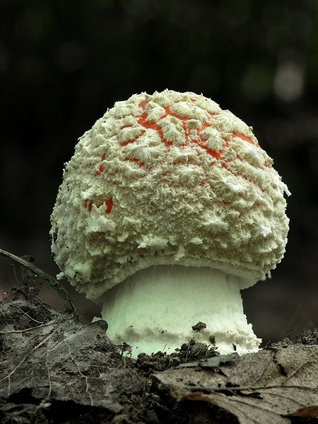 muchotrávka červená Amanita muscaria (L.) Lam.