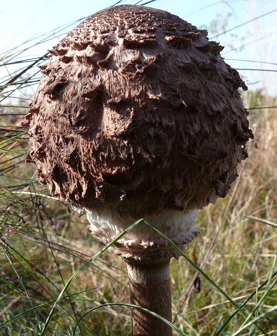 bedľa červenejúca záhradná Chlorophyllum brunneum (Farl. & Burt) Vellinga