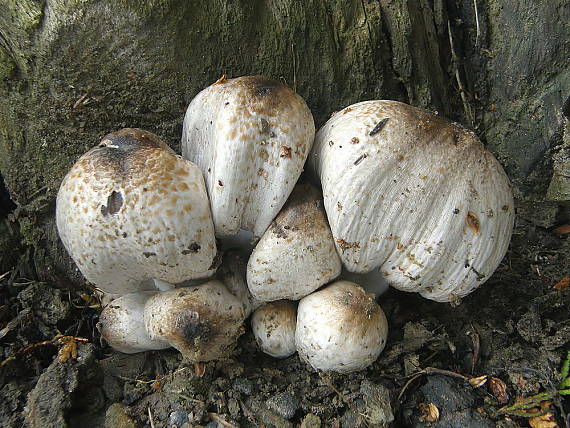 hnojník Romagnesiho Coprinopsis romagnesiana (Singer) Redhead, Vilgalys & Moncalvo