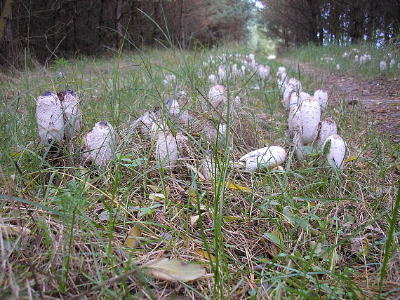 hnojník obyčajný Coprinus comatus (O.F. Müll.) Pers.