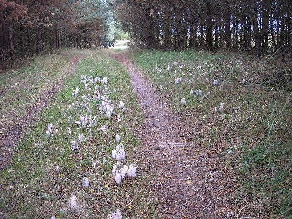 hnojník obyčajný Coprinus comatus (O.F. Müll.) Pers.