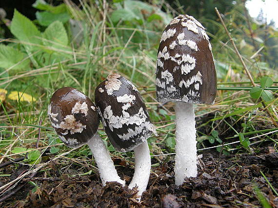 hnojík strakatý Coprinus picaceus