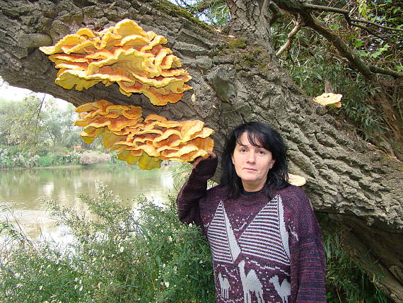 sirovec pri rieke Morava v katastri obce Gajary Laetiporus sulphureus (Bull.) Murrill