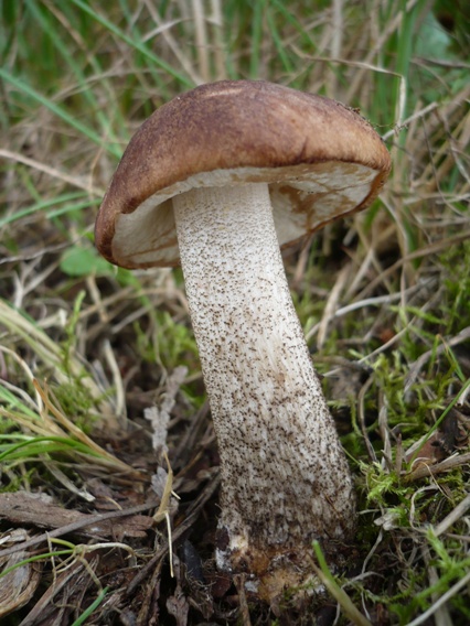 kozák brezový Leccinum scabrum (Bull.) Gray