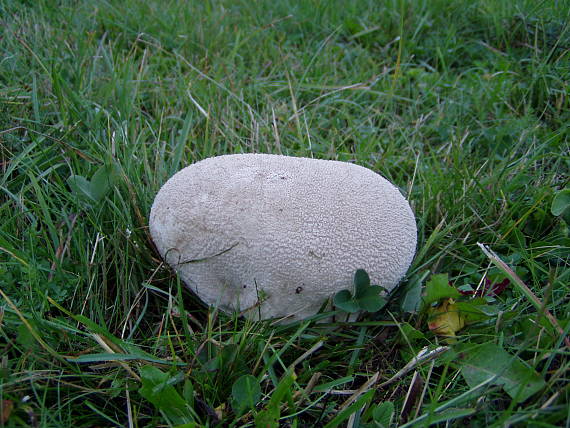 rozpadavec dlabaný Lycoperdon utriforme Bull.