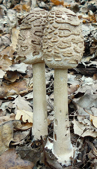 bedľa vysoká Macrolepiota procera (Scop.) Singer