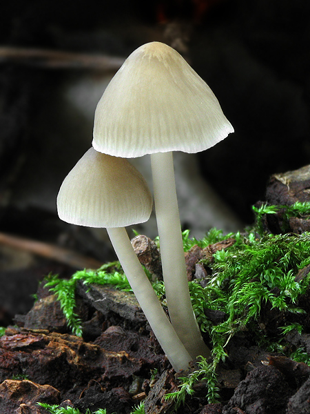 prilbička Mycena sp.