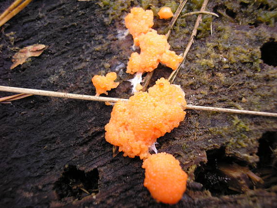 slizovka Myxomycetes