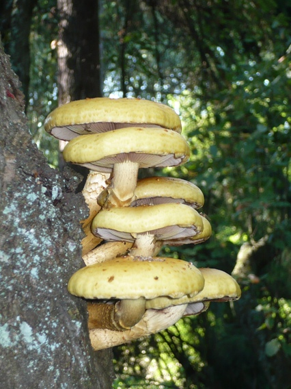 šupinovka citrónovožltá Pholiota limonella (Peck) Sacc.